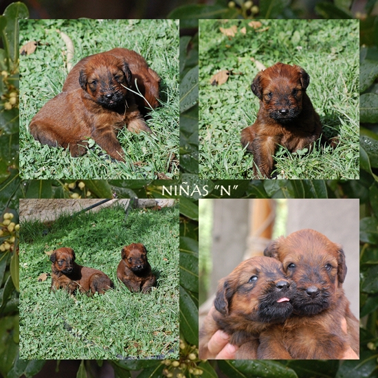 Cachorritas Pastor de Brie Los Laureles