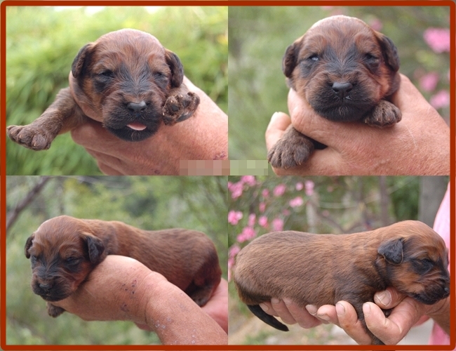 Cachorros pastor de Brie