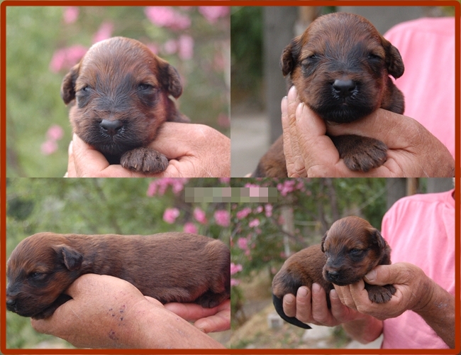 CACHORRITAS PASTOR DE BRIE LOS LAURELES