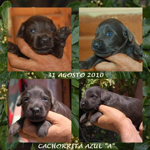 Cachorritas Pastor de Brie gris Los Laureles