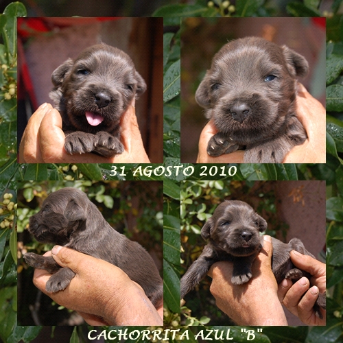 Cachorrita Pastor de Brie Grias Los Laureles