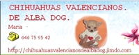 banner chihuahuas