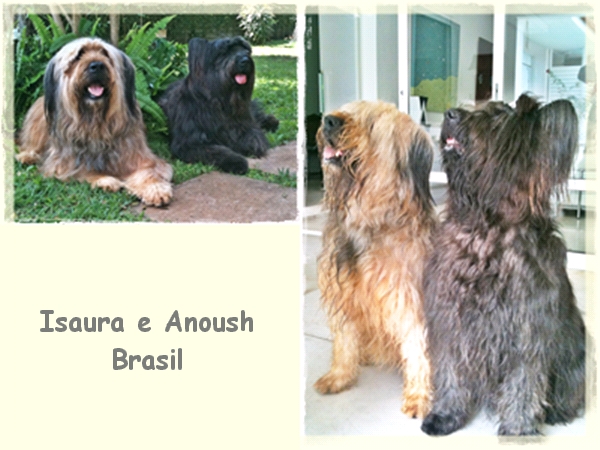 pastores de brie amigos de Brasil