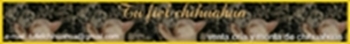 banner chihuahuas
