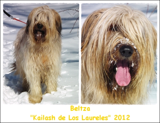 Beltza jugando en la nieve. Leon 2012