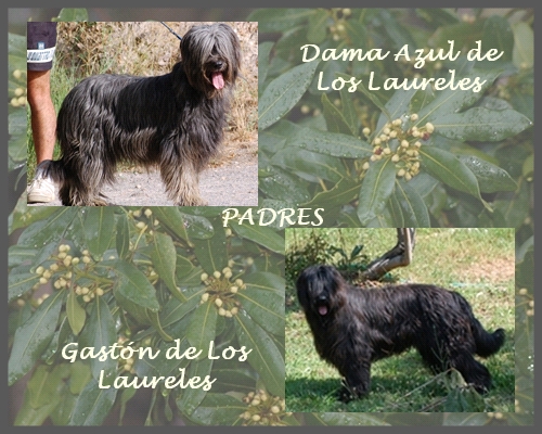 Pastores de Brie de Los Laureles