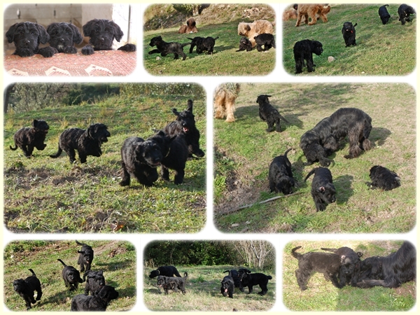 Cachorros Pastor de Brie negros