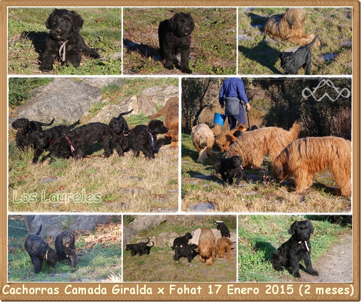 cachorros giralda c2014 los laureles