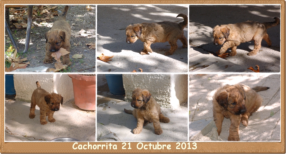 cachorro pastor de brie leonado los laureles camada rosalia xinzo hembra