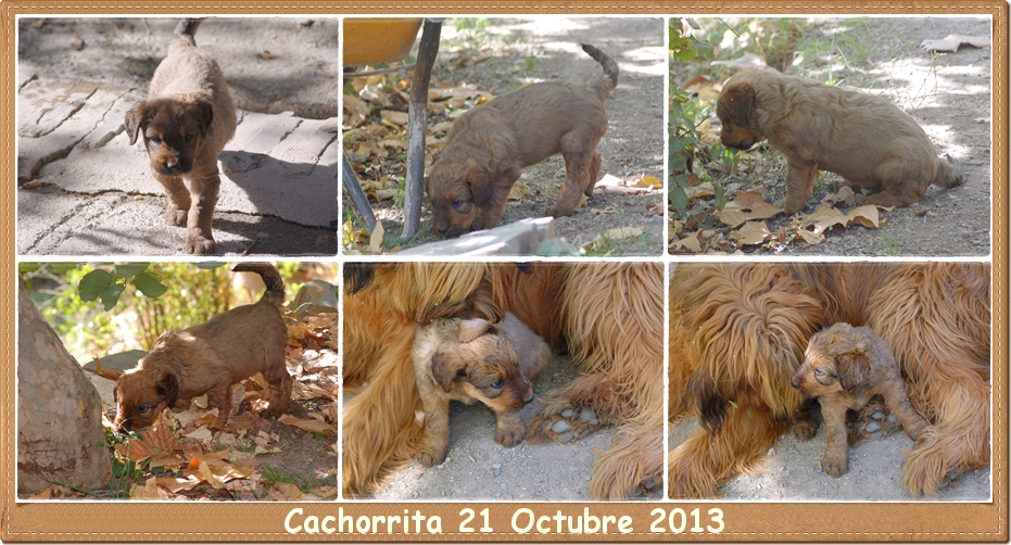 cachorro pastor de brie leonado los laureles camada rosalia xinzo hembra