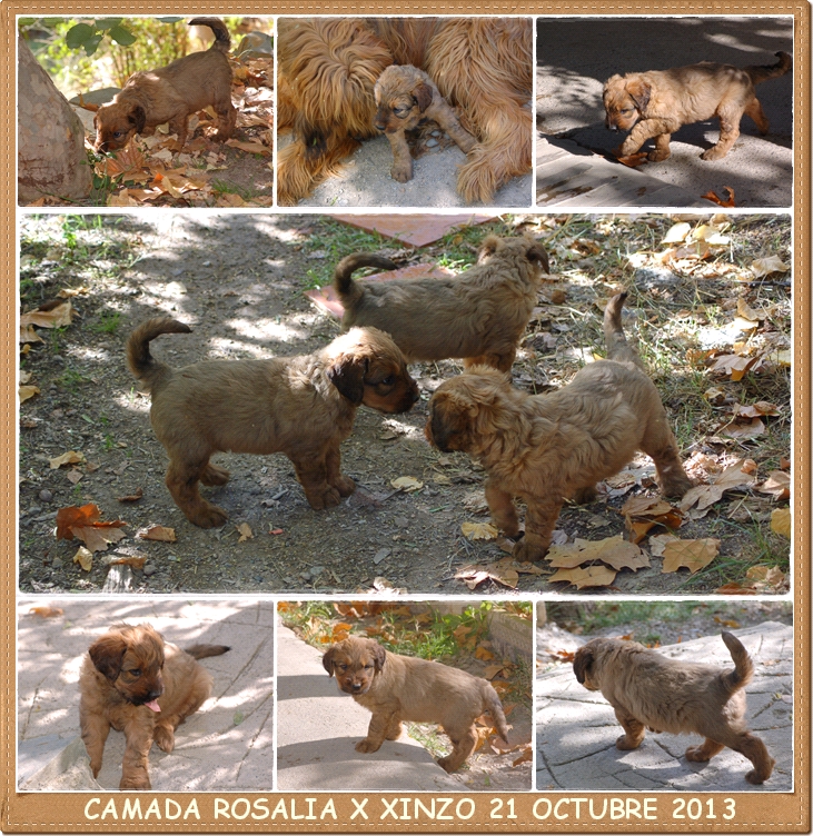 cachorros de los laureles camada Rosalia x Xinzo 2013