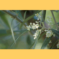 catalpas y olivos