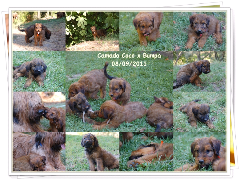 Cachorros de Pastor de Brie camada Coco x Bumpa