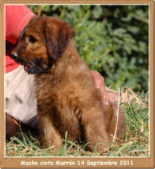 Cachorro Pastor de Brie 2 meses conta marron