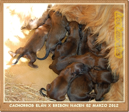 Cachorros Pastor de Brie primer dia