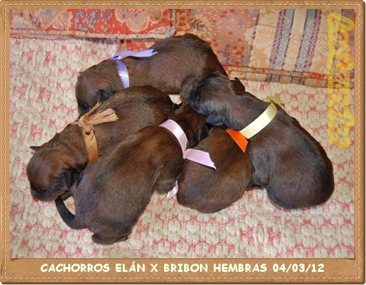 Cachorros Pastor de Brie hembras