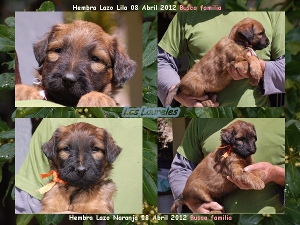 Cachorros Pastor de Brie leonados