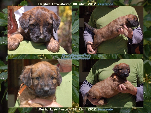 Cachorros Pastor de Brie leonados