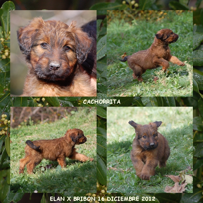 Cachorrita pastor de brie 8 semanas camada coco x bribon los laureles