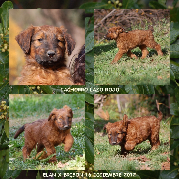 cachorrito 8 semanas pastor de brie los laureles camada coco x bribon