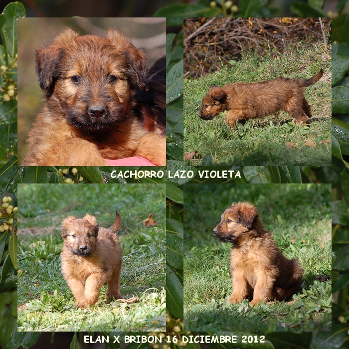 cachorrito pastor de brie los laureles 8 semanas camada coco x bribon 