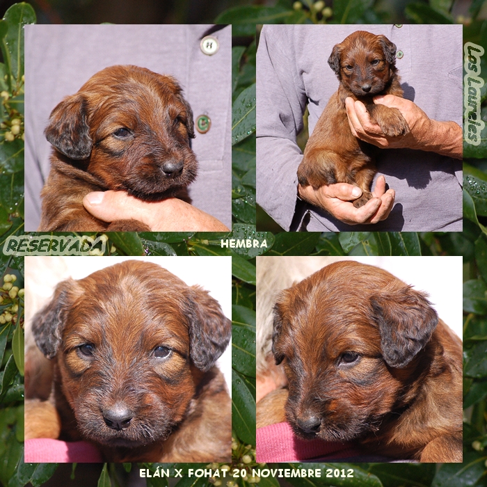 Cachorrita de pastor de brie de los laureles camada coco x bribon