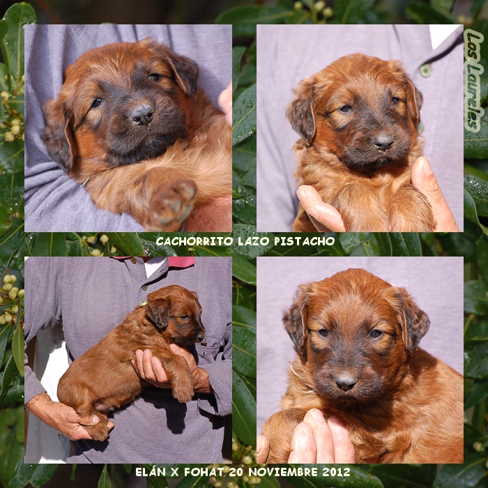 Cachorrito pastor de brie de los laureles camada coco x bribon