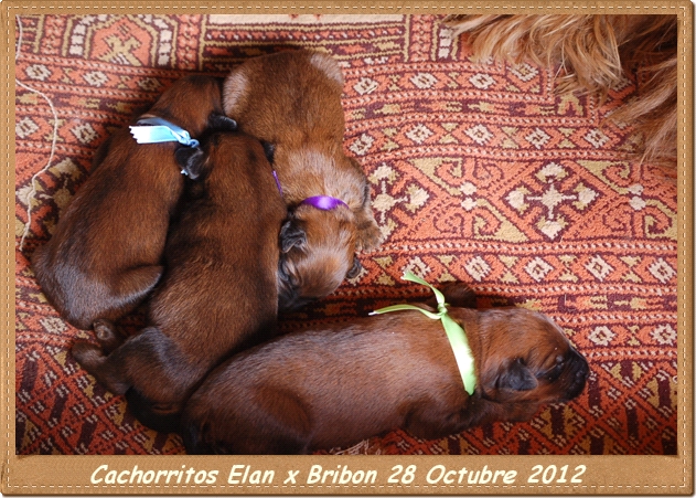 Cachorritos pastor de brie leonados los laureles