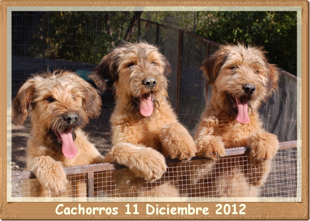 Cachorros de Pastor de Brie 5 meses