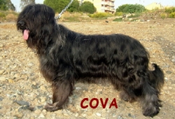 COVA