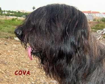 COVA