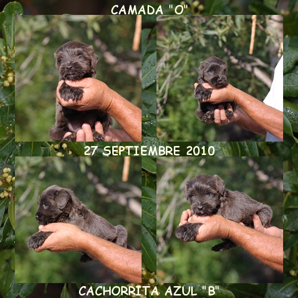 CACHORRITA PASTOR DE BRIE GRIS LOS LAURELES