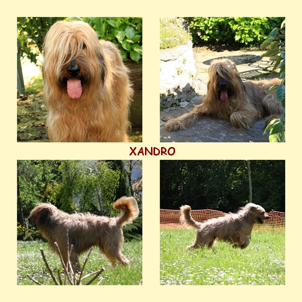 XANDRO