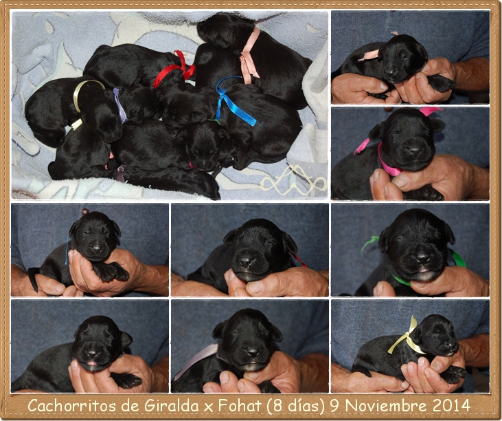 Cachorros giralda x fohat 8 dias