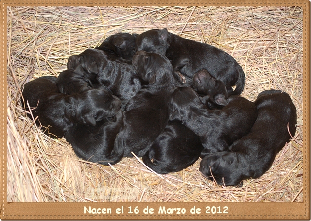 Cachorros negros Pastor de Brie