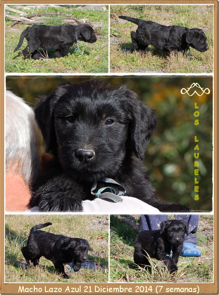 Cachorro macho pastor de brie los laureles camada c2014