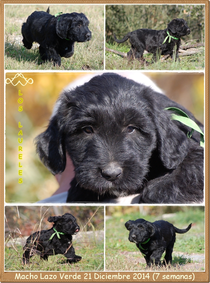 Cachorro macho pastor de brie de los laureles camada C2014