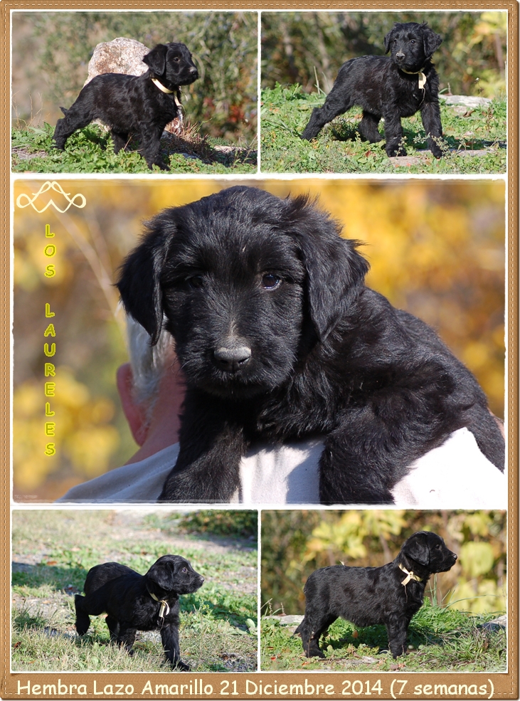 cachorro hembra pastor de brie de los laureles camada C2014