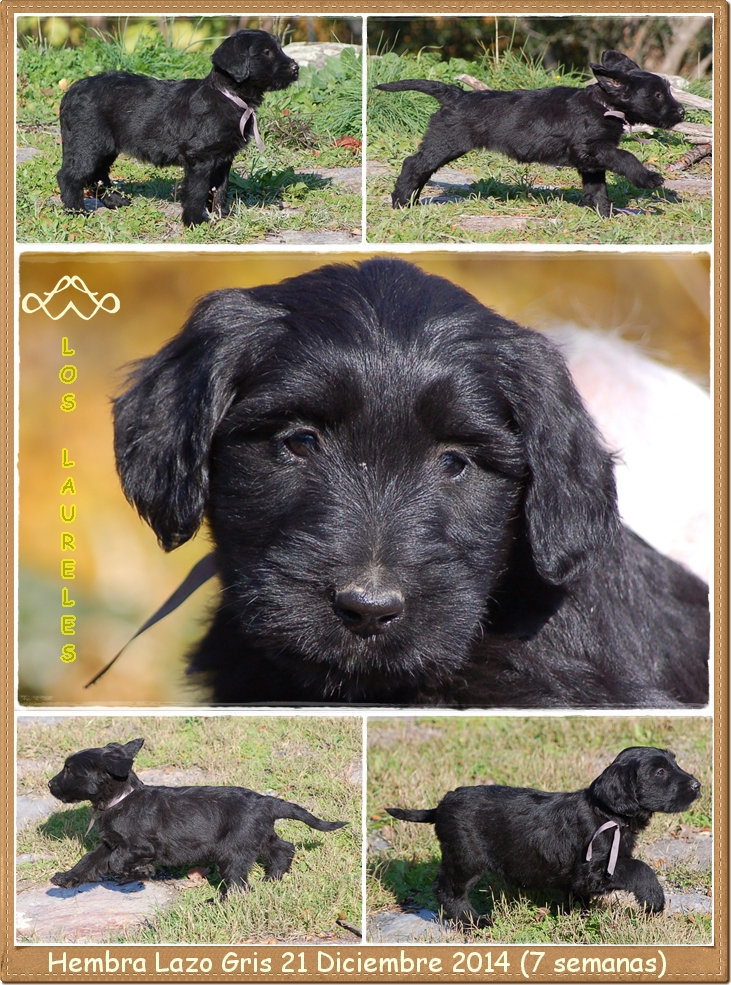 Cachorro hembra pastor de brie de los laureles camada C2014