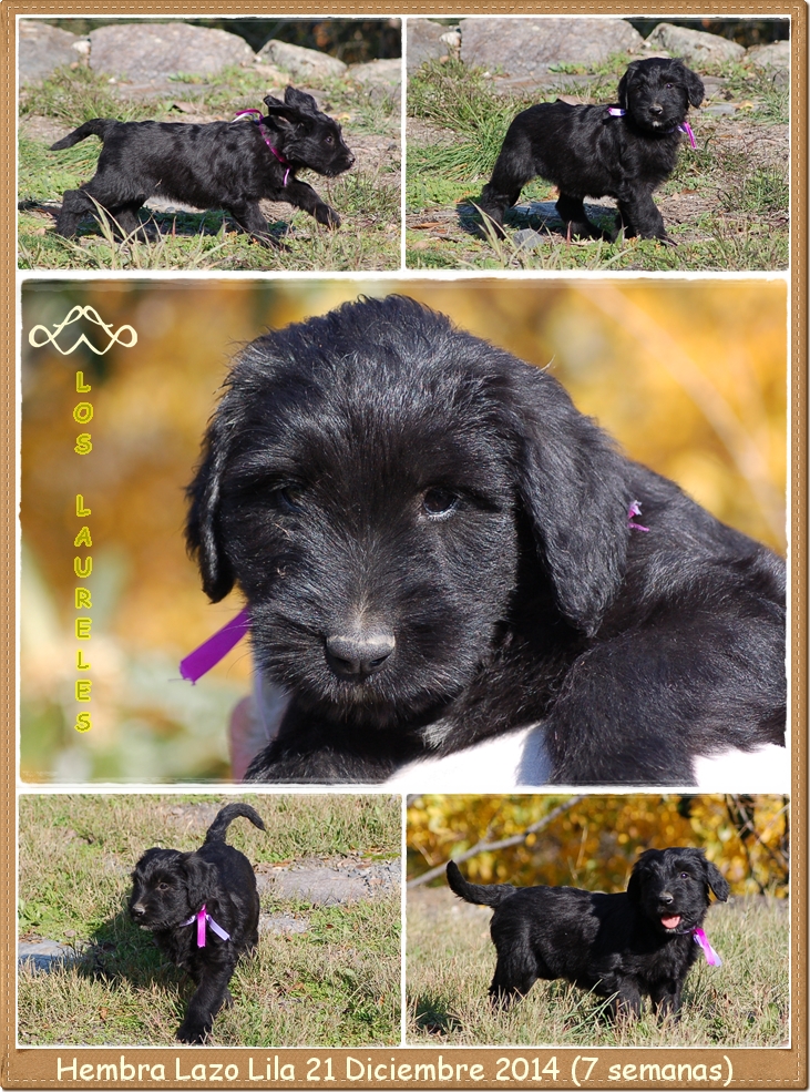 Cachorro hembra pastor de brie de los laureles camada C2014