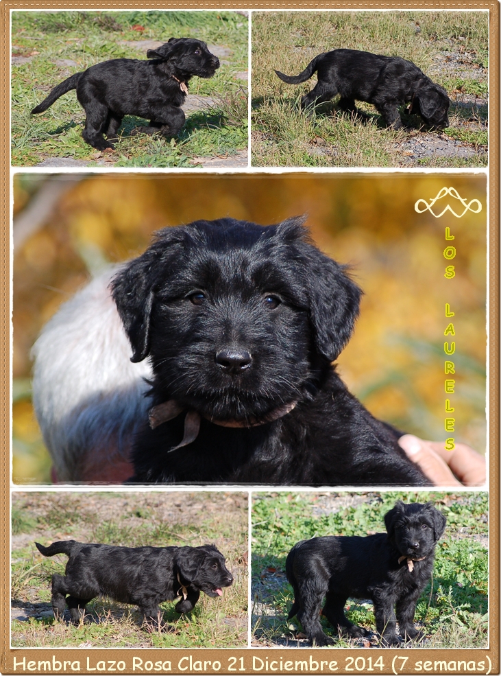 Cachorro hembra pastor de brie de los laureles camada C2014