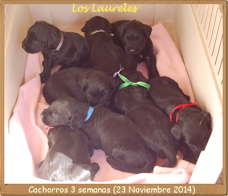 Cachorros Pastor de Brie de los laureles camada giralda 2014