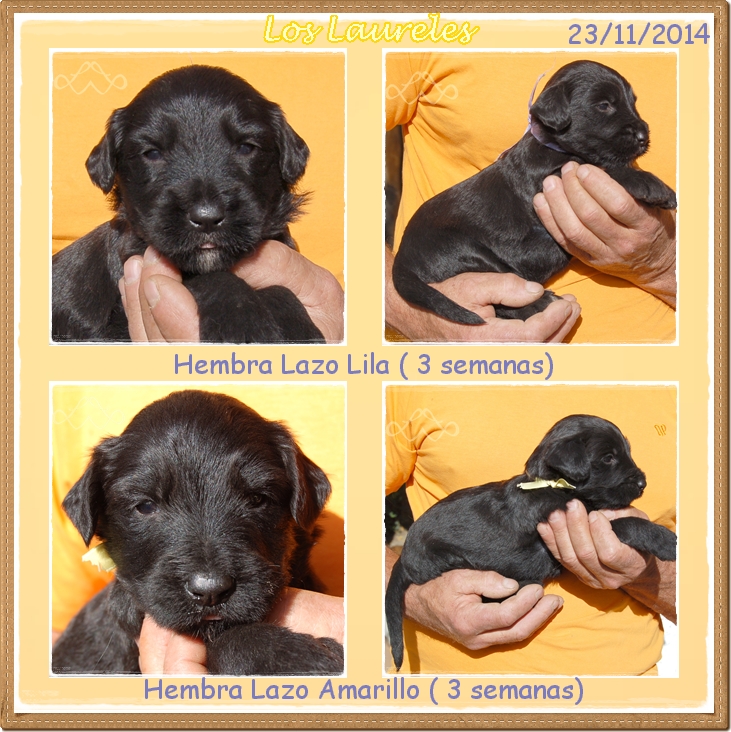 Cachorros hembra pastor de brie negro los laureles camada giralda x bribon 2014