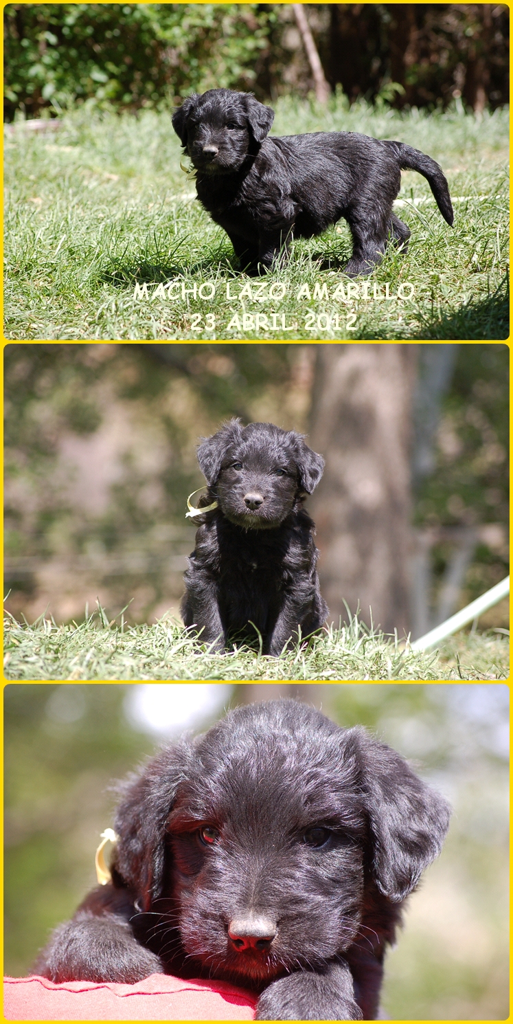 Cachorro Pastor de Brie negro portador de Bleu