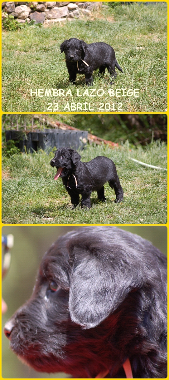 Cachorro hembra Pastor de Brie negro portador de bleu