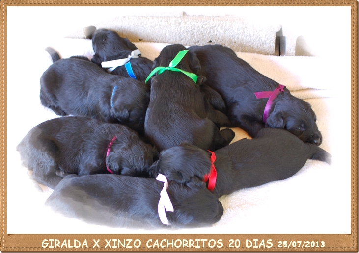 Cachorritos negros pastor de brie los laureles