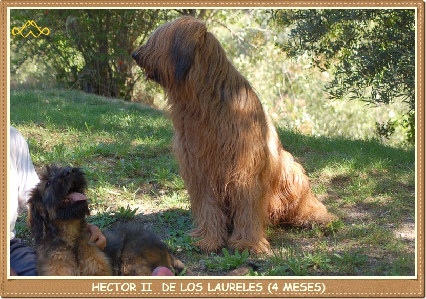 Cachorro y adulto Pastores de Brie Los Laureles