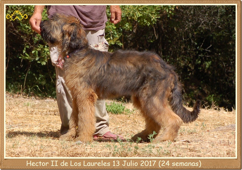 Cachorro Pastor de Brie leonado