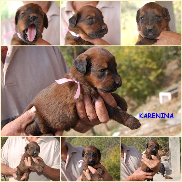 karenina