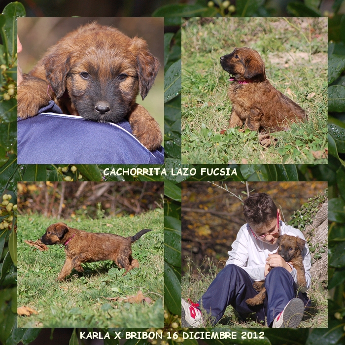 Cachorrita pastor de brie los laureles camada karla x bribon